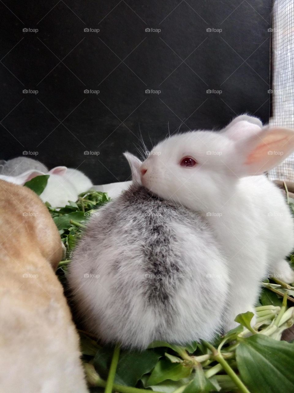 Adorable little bunnies while cruising on their mother's back