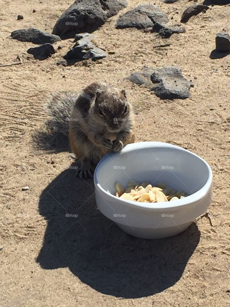 Squirrel eating nuts from a bowl