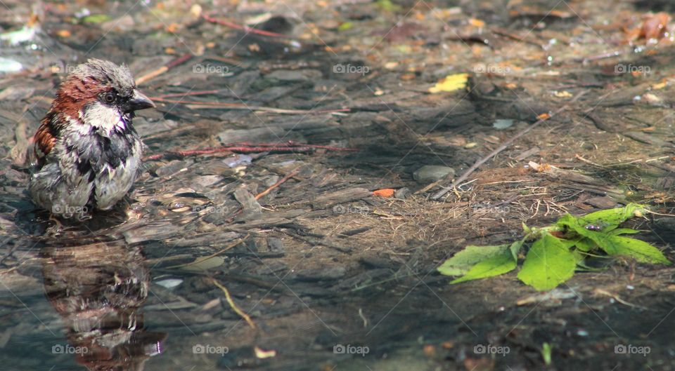Wet male house sparrow bathing in puddle with reflection below 