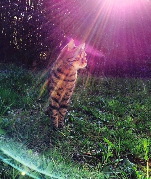 Sunlight