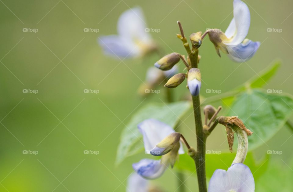 strng beans flower