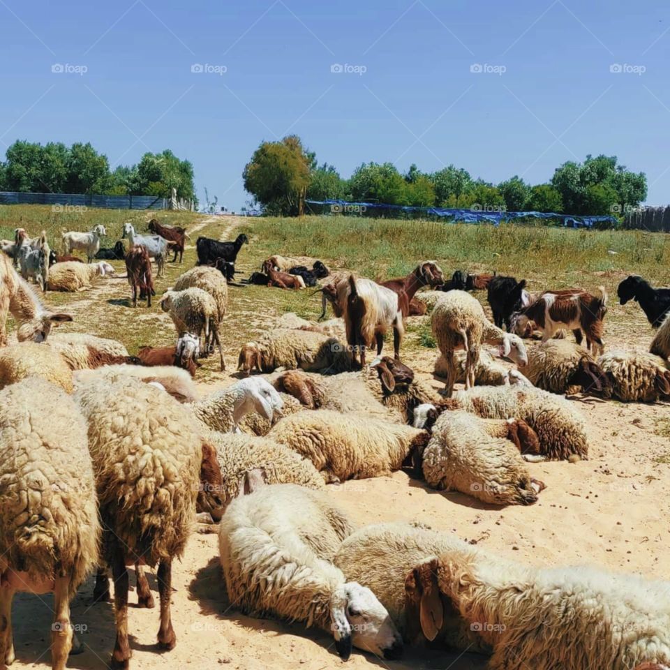 Sheep grazing in the midst of nature