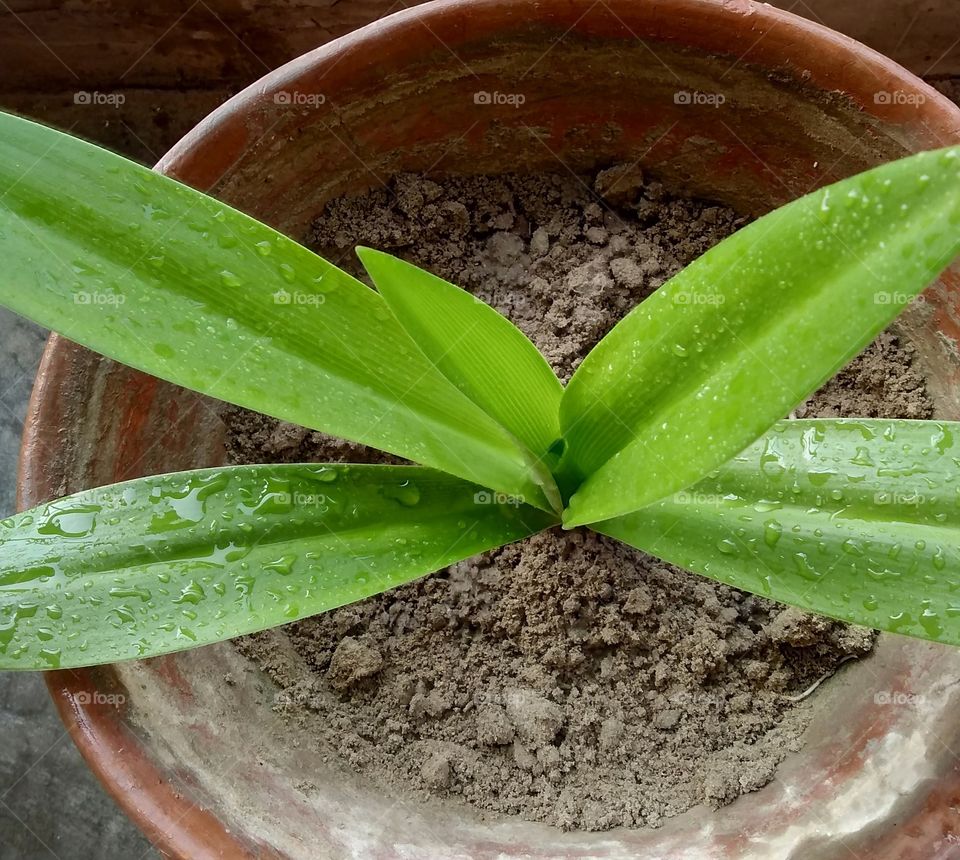 Raindrops on growing potted plant