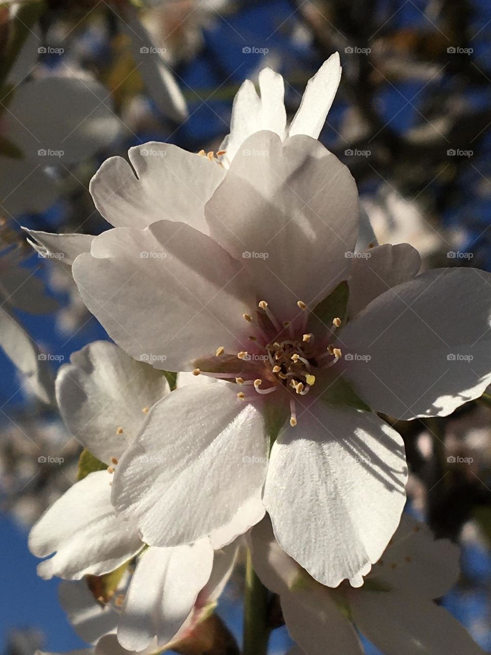 Almond tree’s flower