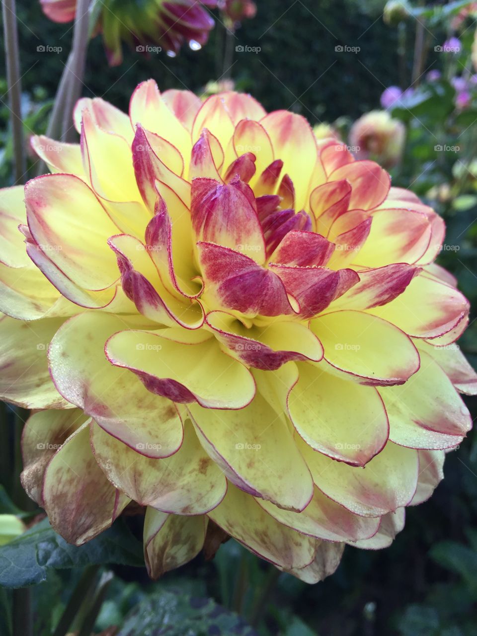 Close-up of Dahlia