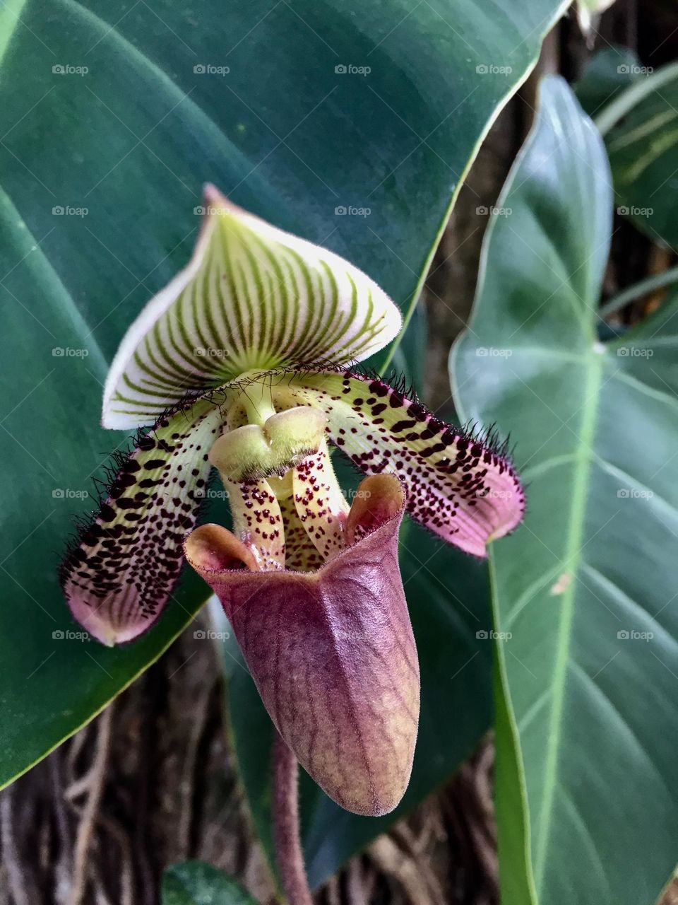 Paphiopedilum a Venus slippers plants that belongs to orchid family 