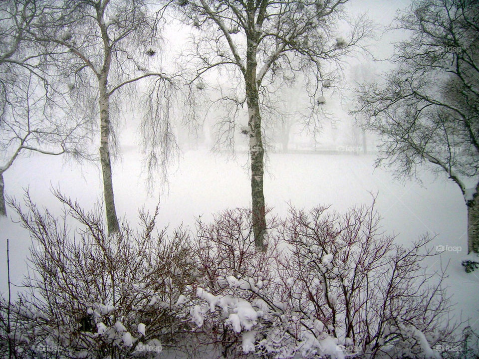 snow winter sweden trees by ylvafloreman