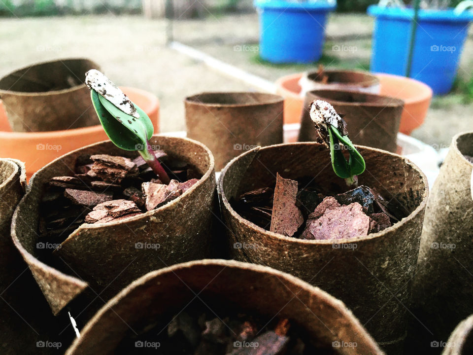 Don’t have enough seed starting pots? Toilet paper rolls invading trash can space? No worries! Turn those rolls into garden friendly pots. Bio degradable and nature loves them! 