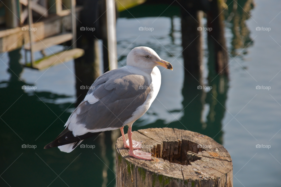 Seagull sitting on a pole