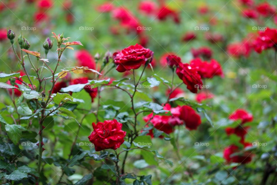 Roses at the raining