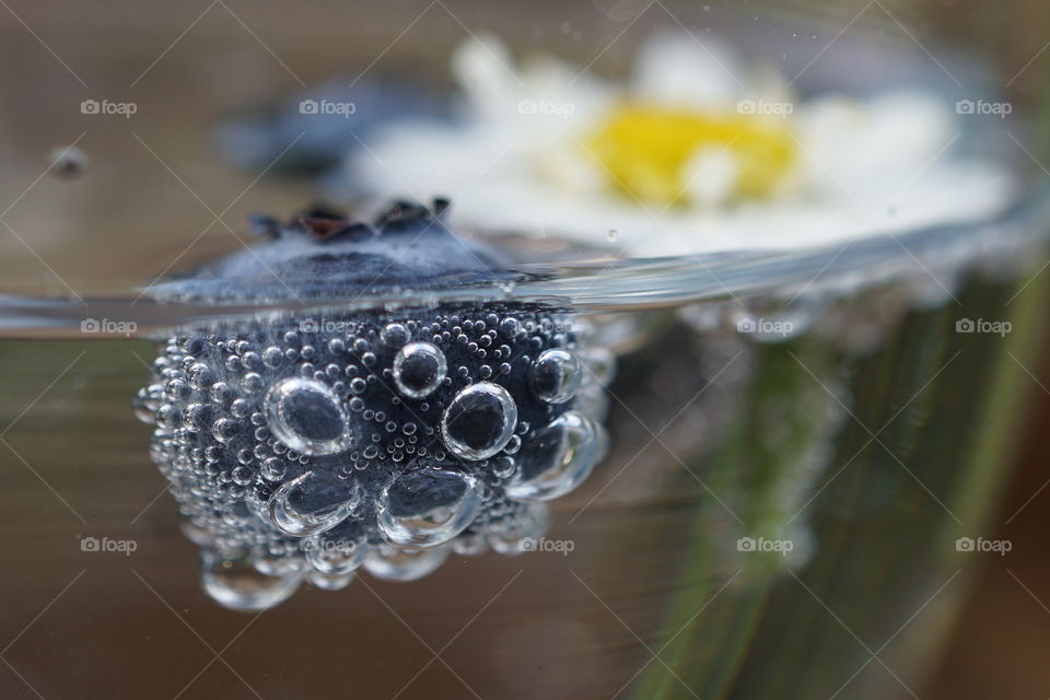 Floating blueberry alongside a daisy