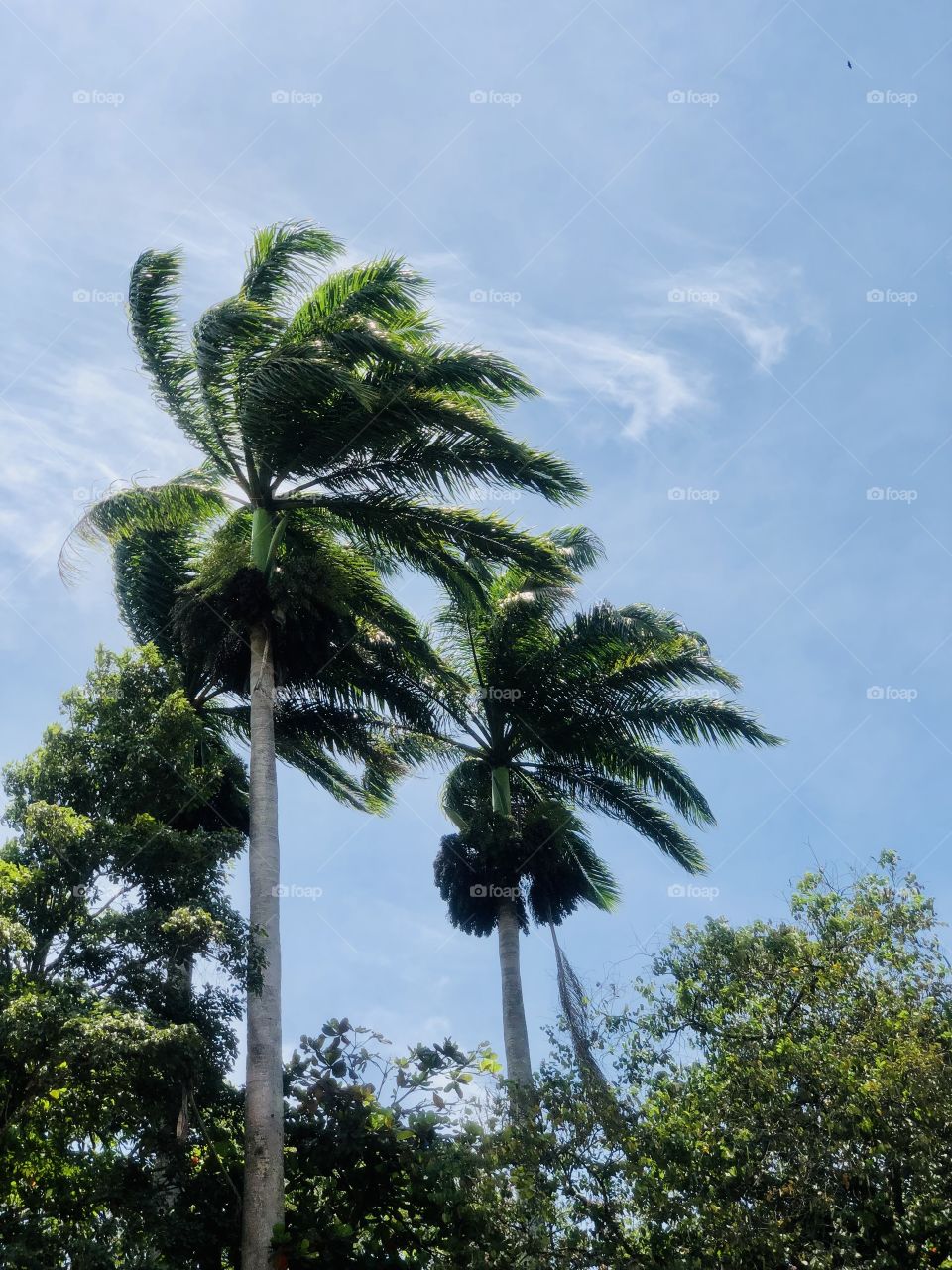 palm trees in the wind