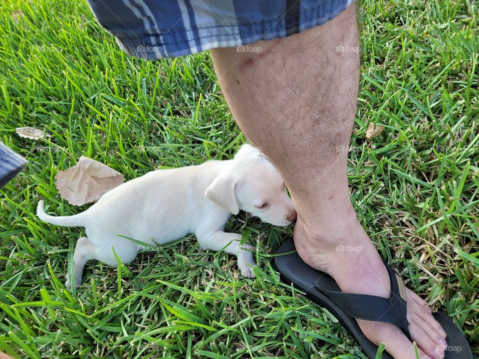 My sweet Labrabull puppy