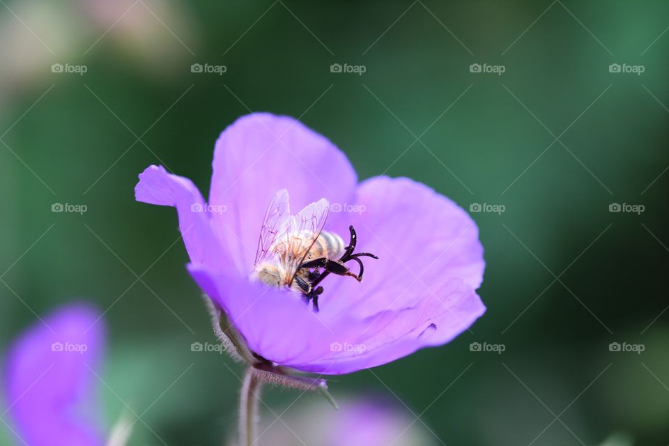 Purple flower with bee