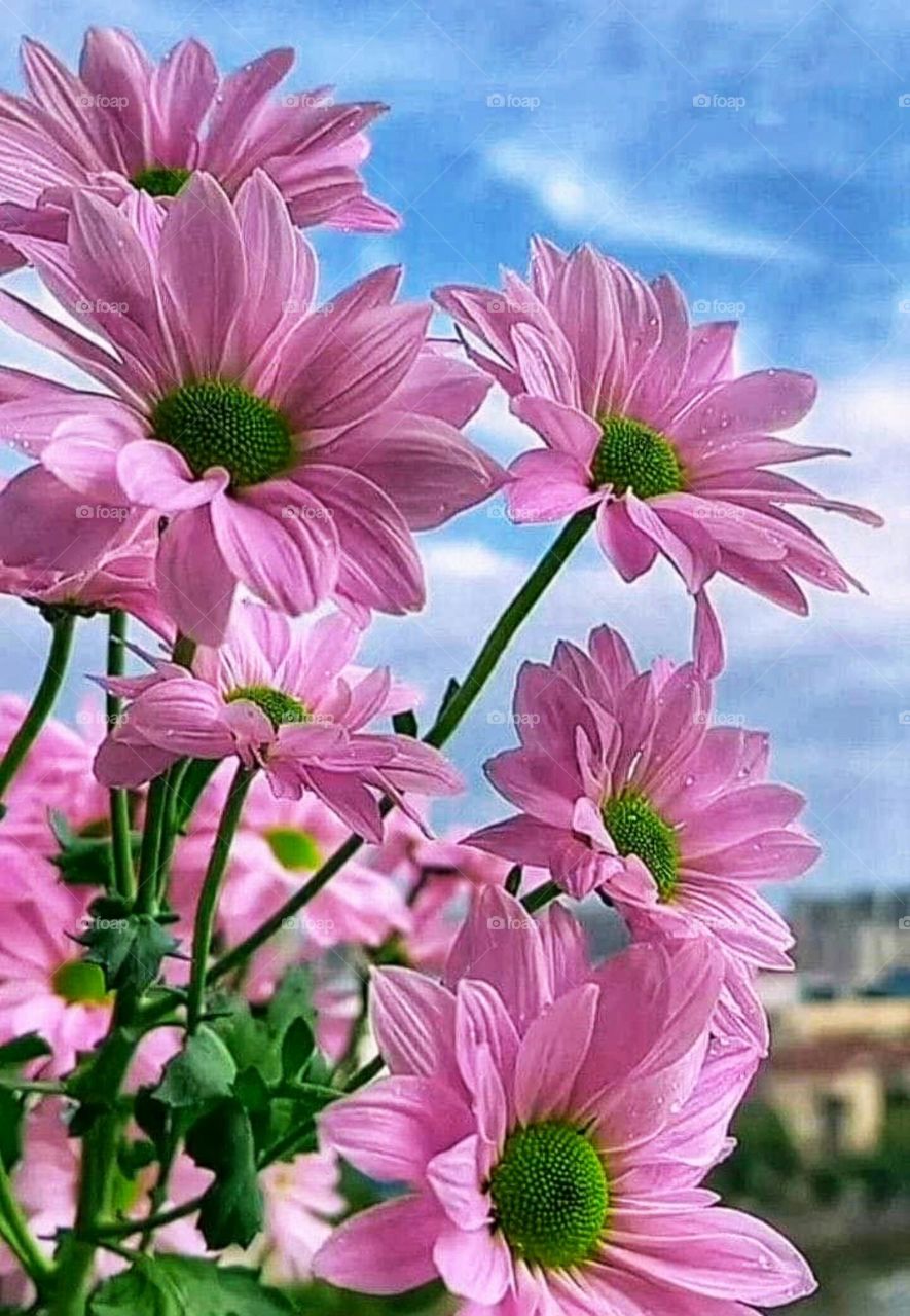 Gorgeous pink roses