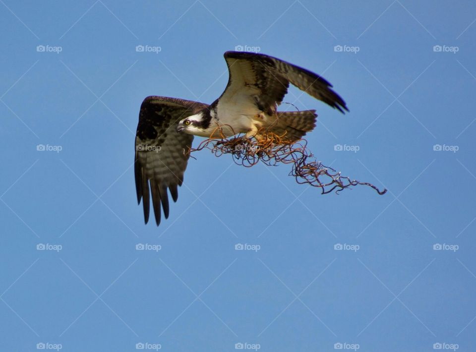 Osprey building nest
