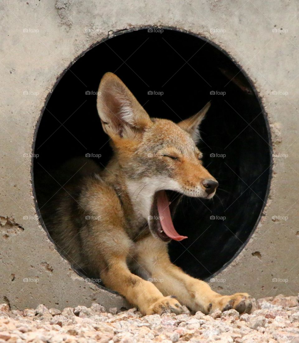Sleepy Juvenile Coyote in Storm Drain