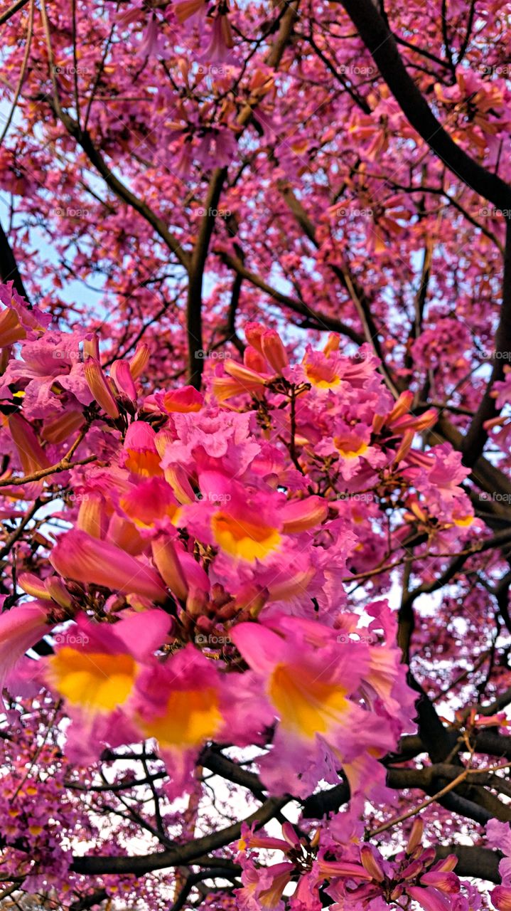 Close-up of a pink flowers