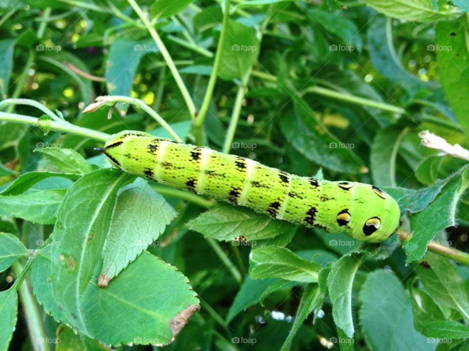 derbyshire uk green summer leaves by all_things_art