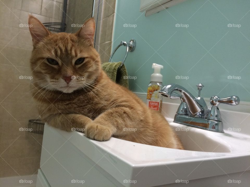 Cat, Bathtub, Indoors, Portrait, Domestic