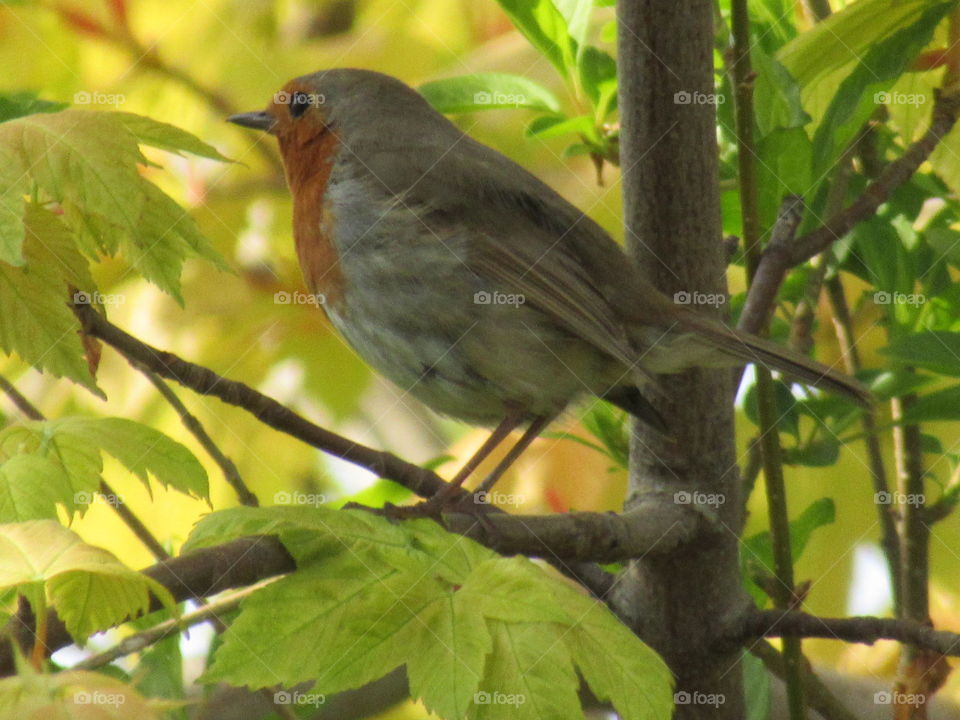 Robin perched in a tree with the spring sunshine shining through the leaves