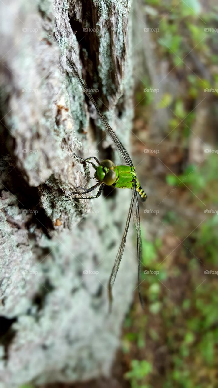 dragonfly on a tree