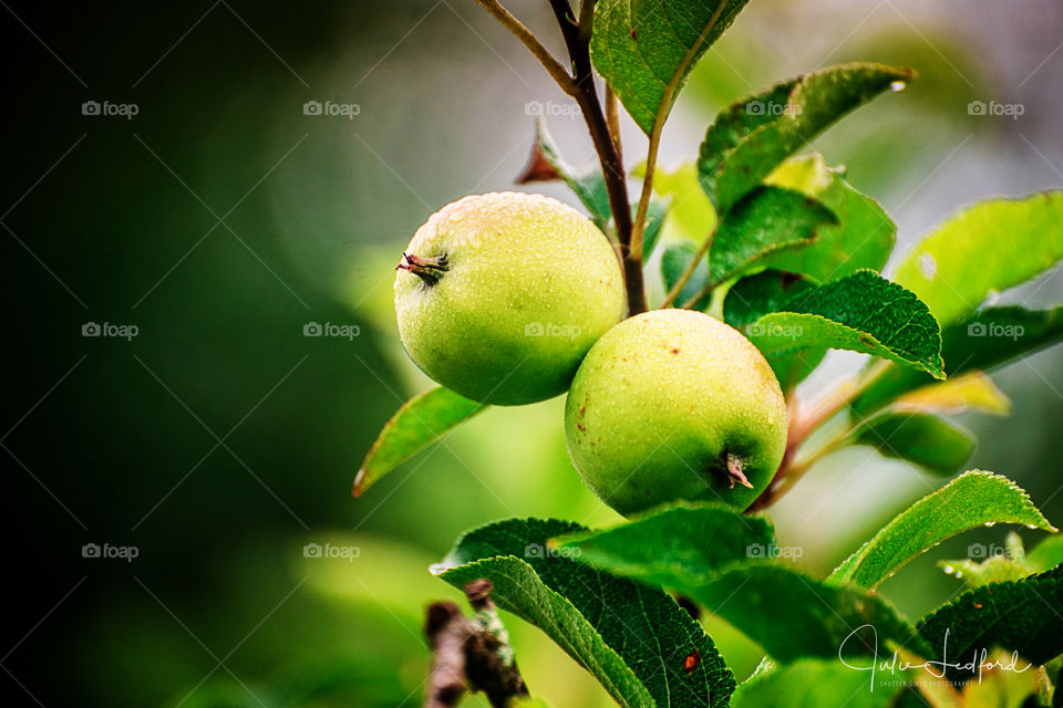 Close-up of green apples on tree