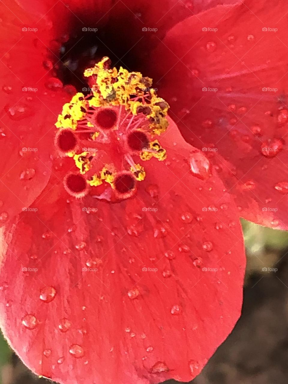 Beautiful red flower with droplets 