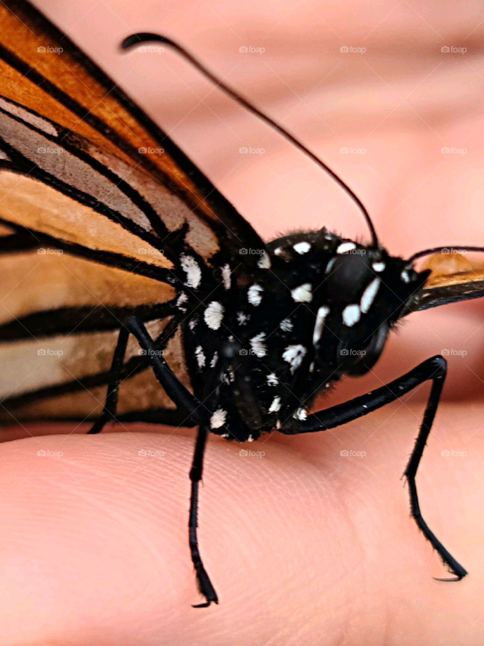Monarch Butterfly - Mariposa Monarca