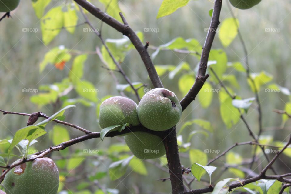 Green nature 💚💚💚