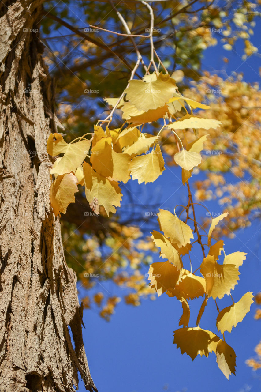 Leafs and detail of a Hu Poplar's bark.