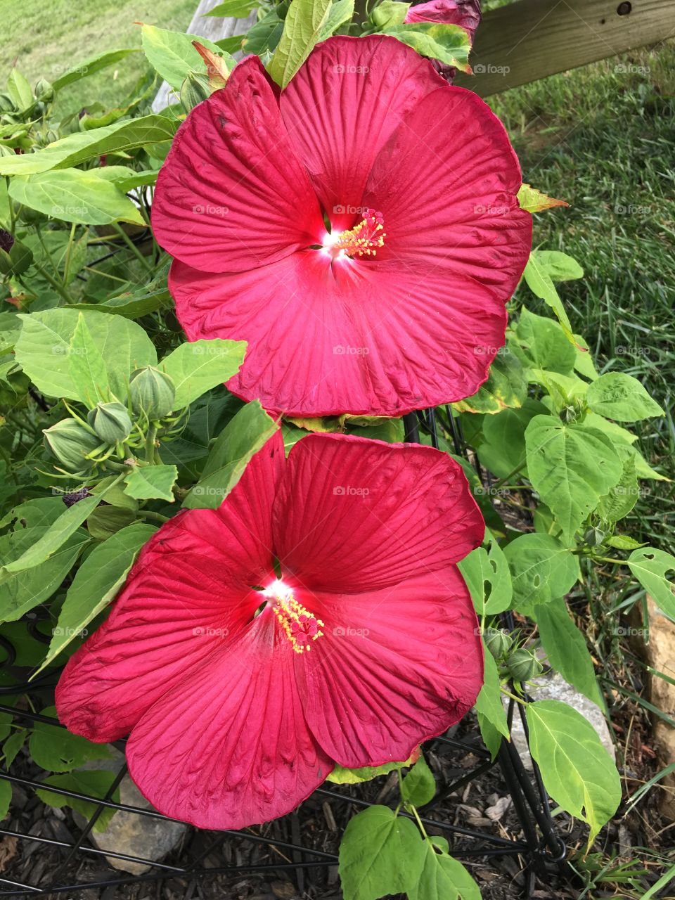 Gorgeous Hibiscus 