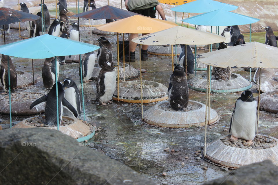 Penguins of Edinburgh Zoo