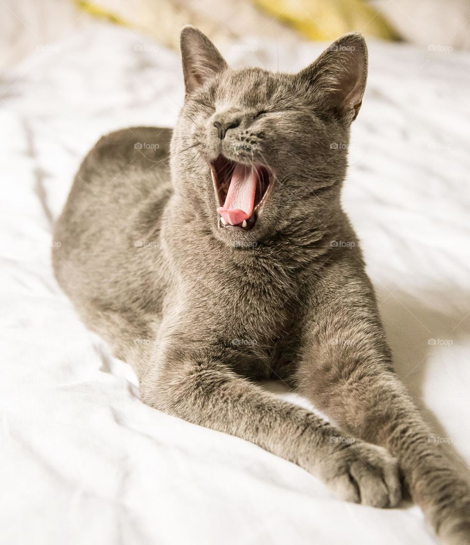 a new cat wakes up from sleep