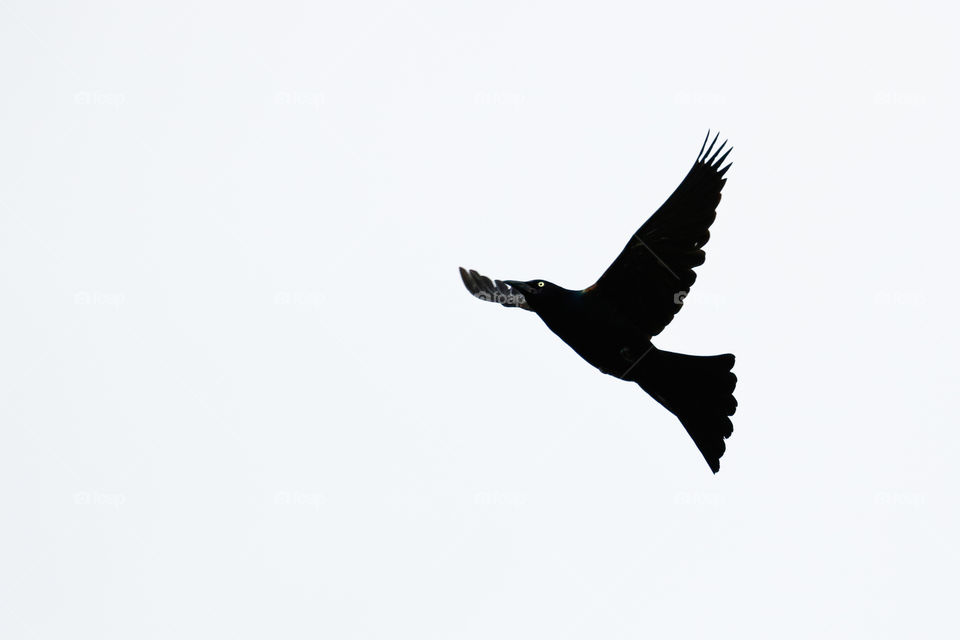 A grackle takes off