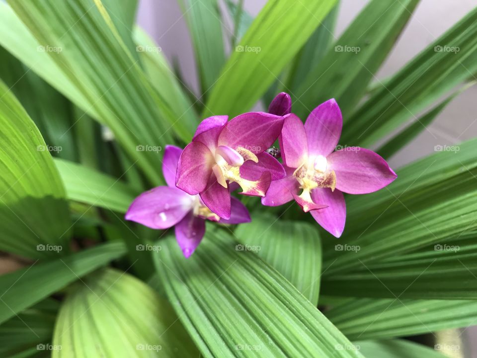 Orchid flower at my house 