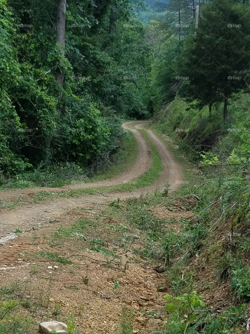 No Person, Nature, Wood, Landscape, Road