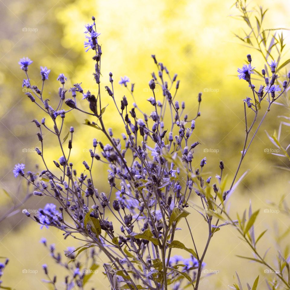 Take the Nostalgic Way Home (Series)