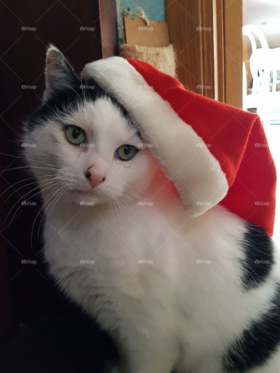 cute christmas cat hat
