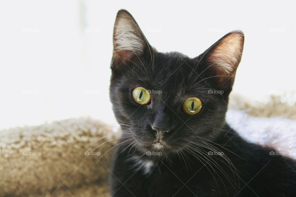 Sweetest little black kitty face with gorgeous eyes staring right into camera lens! 