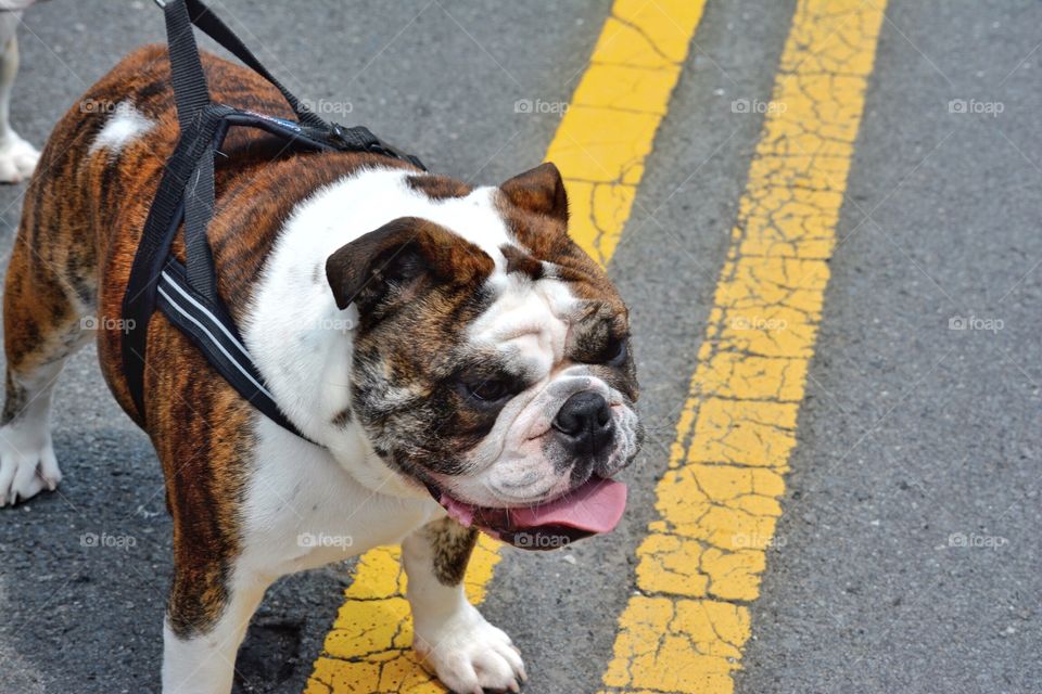A very handsome Old English Bulldog out for a walk