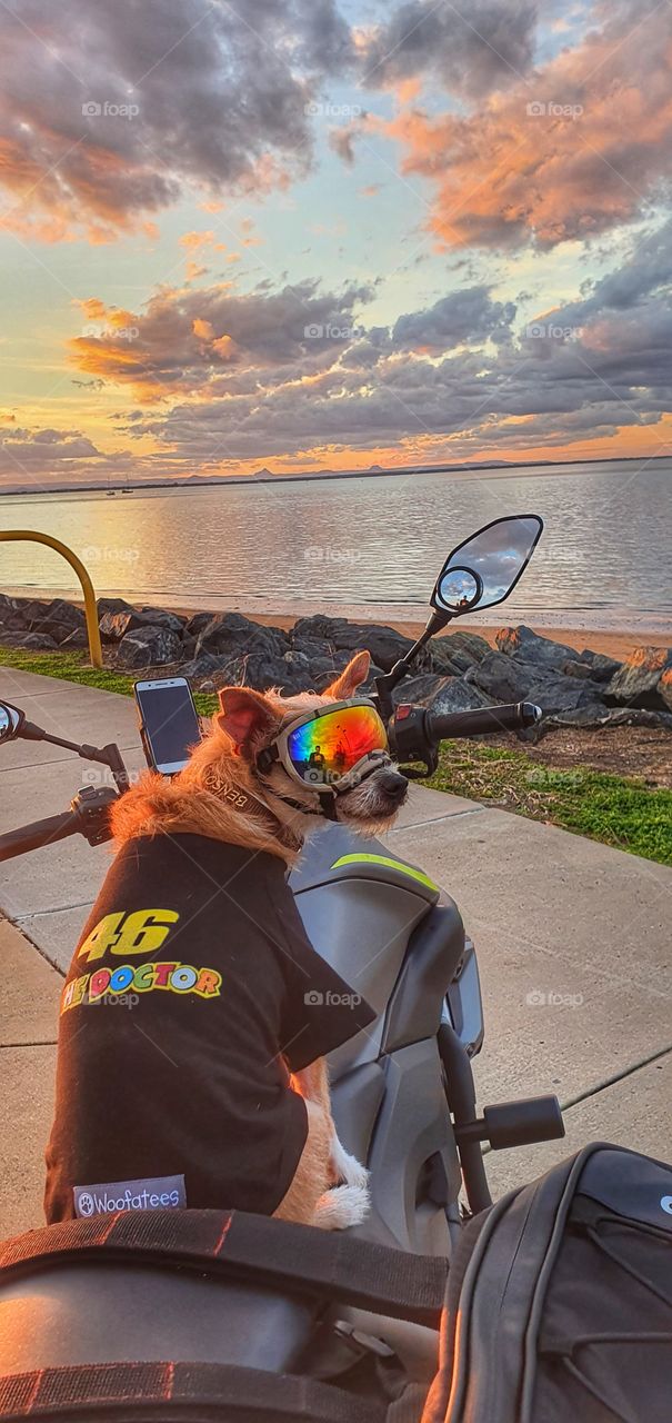 Sunset motorcycle ride with pet dog