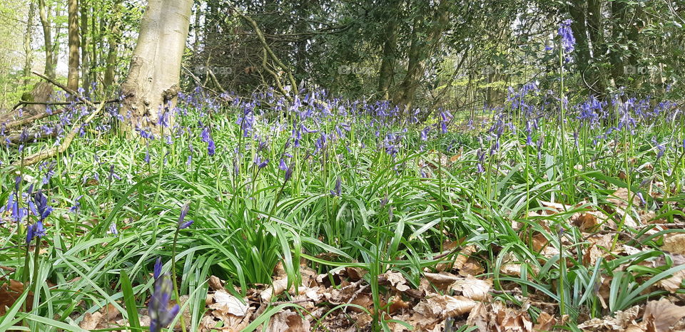 Blue bells, early signs of spring and hope givers all around.