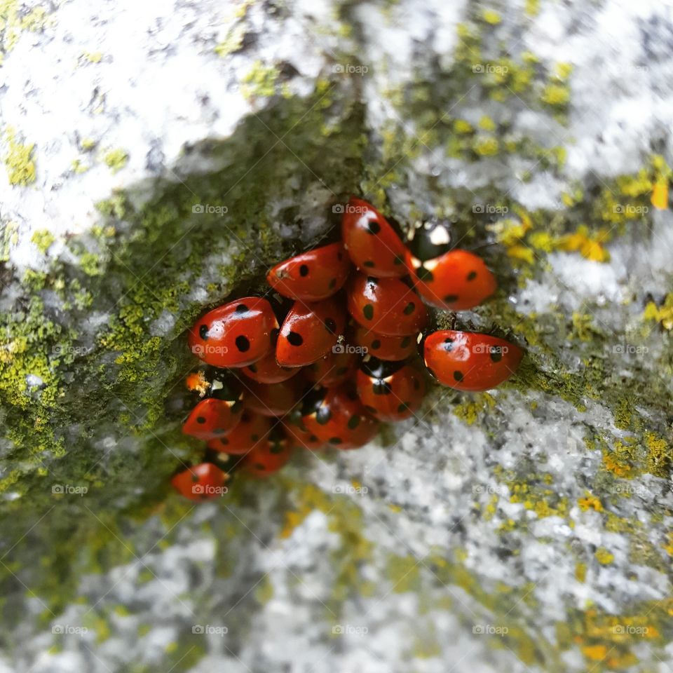 lady bugs on a mossy headstone.