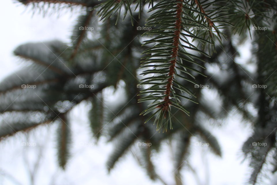 Pine from below