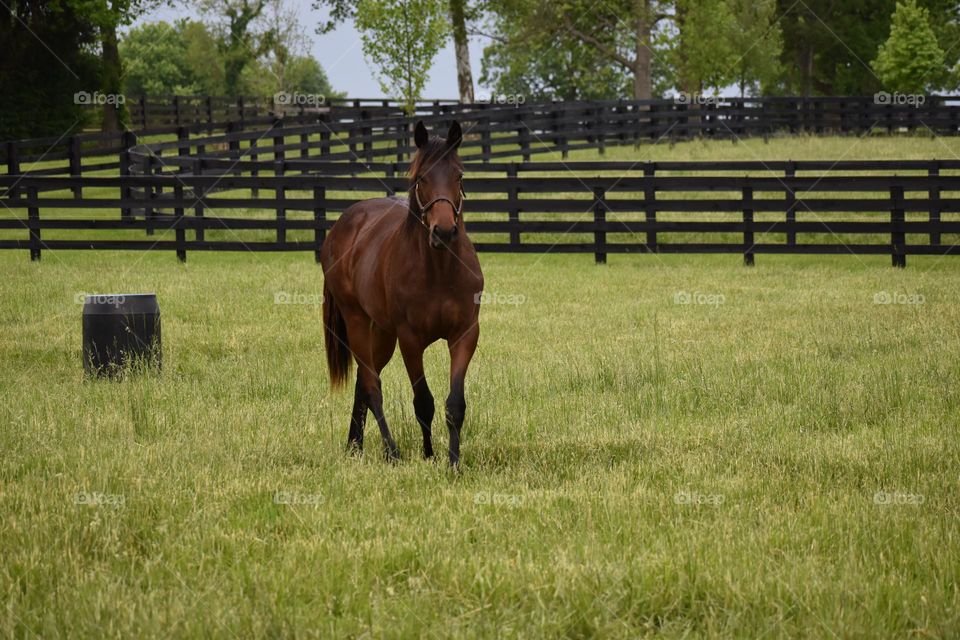 A young horse in the pasture 