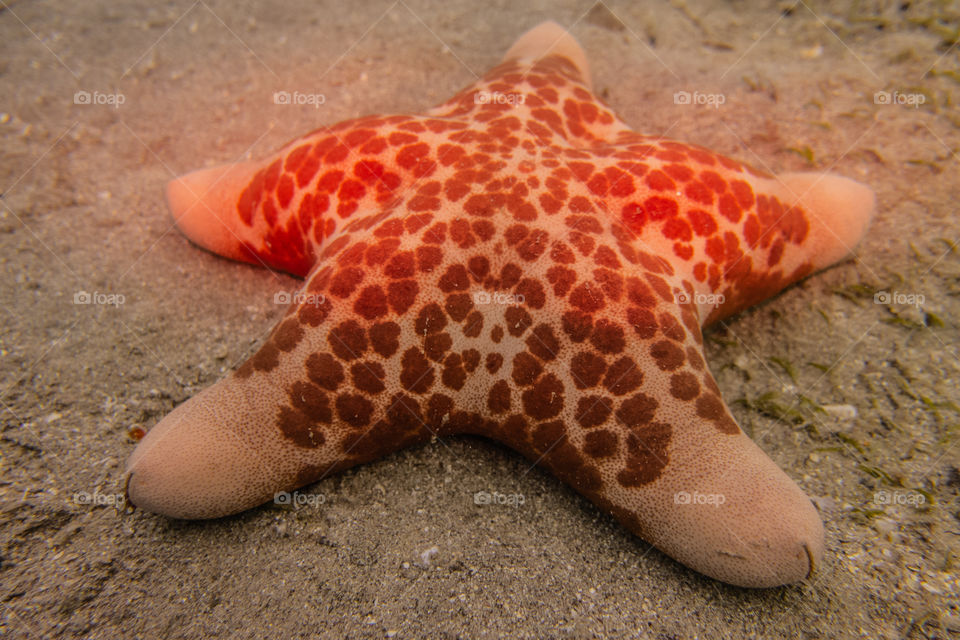 Starfish On the seabed in the Red Sea, eilat israel  a.e