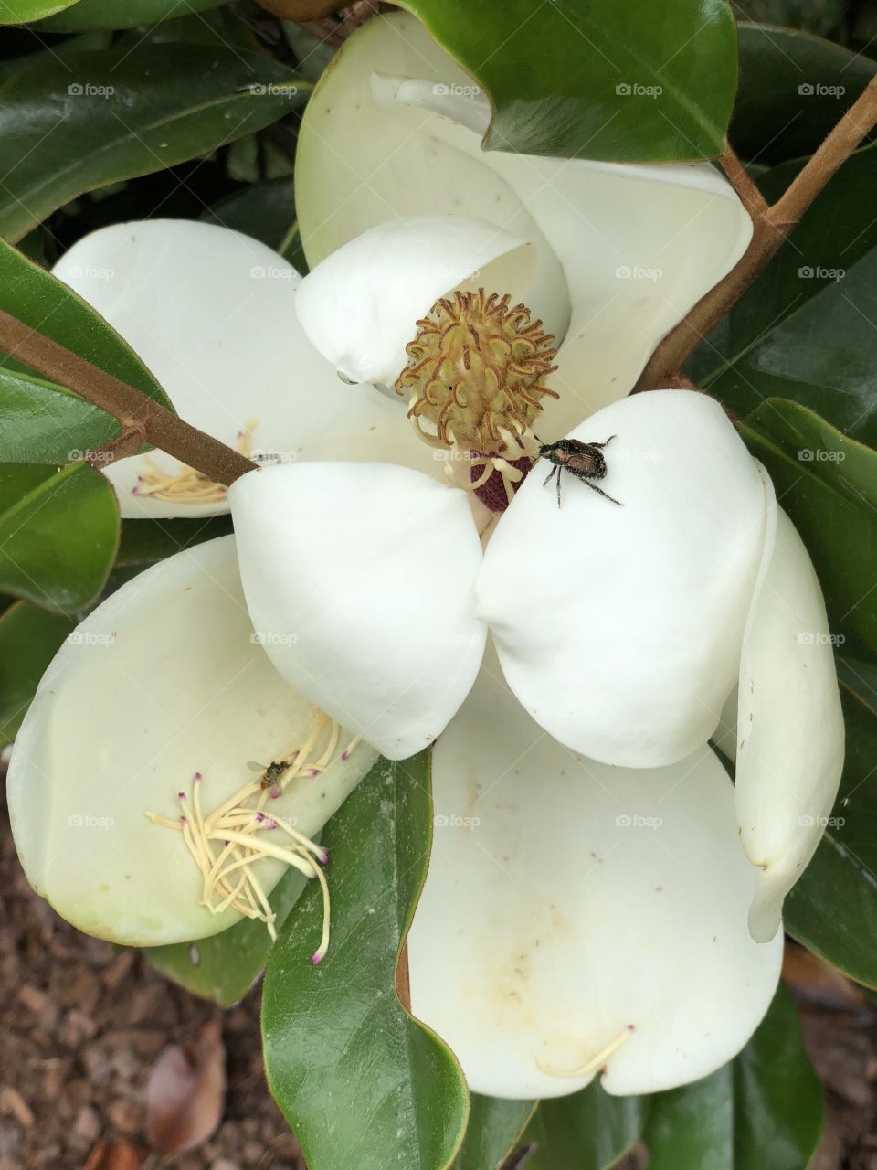 Magnolia