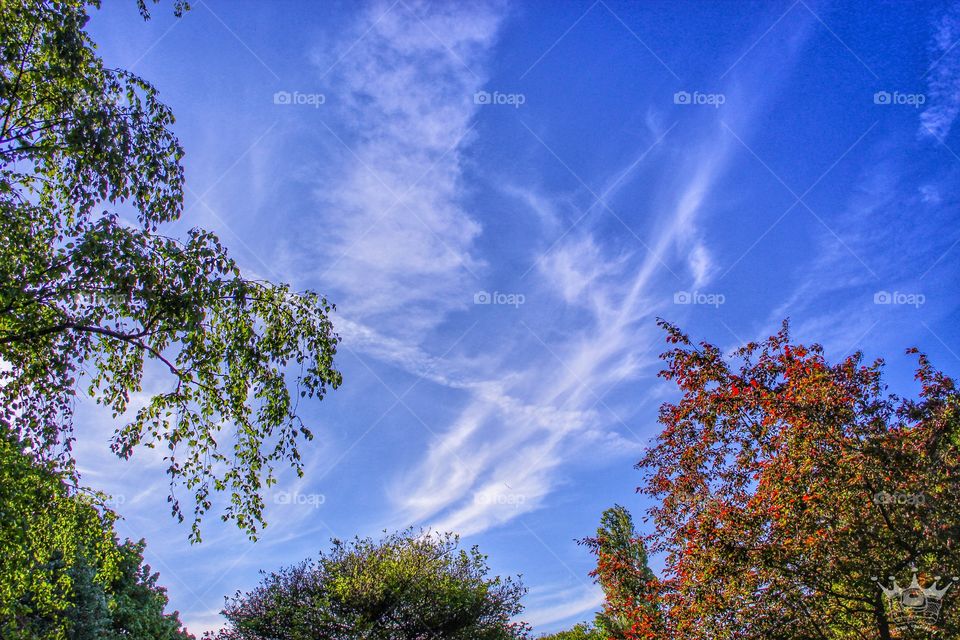 Landscape in the park.