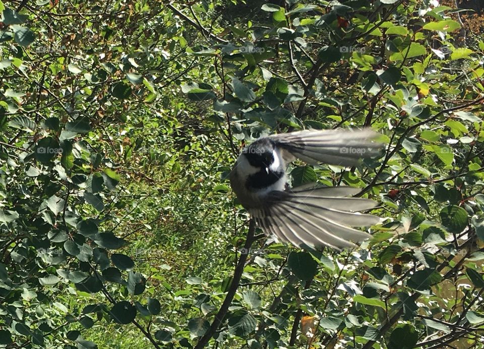 Nature, Bird, Tree, Wildlife, Outdoors